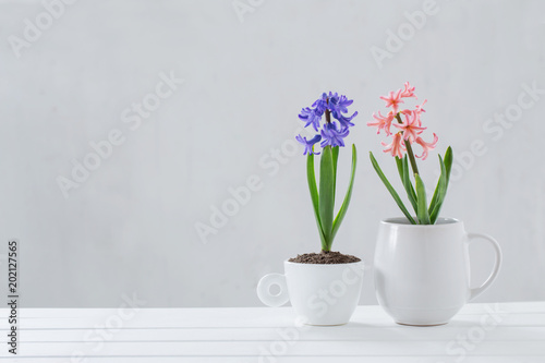 Wallpaper Mural hyacinth in pot on white background Torontodigital.ca