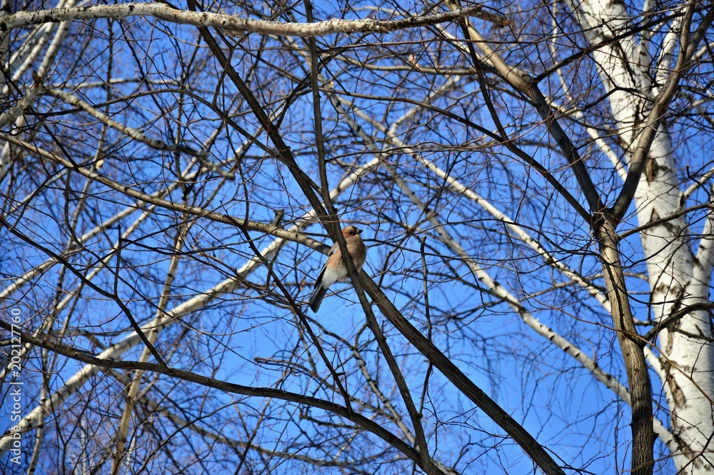 Birdie on blue sky background in winter forest Birdie on blue sky background in winter forest