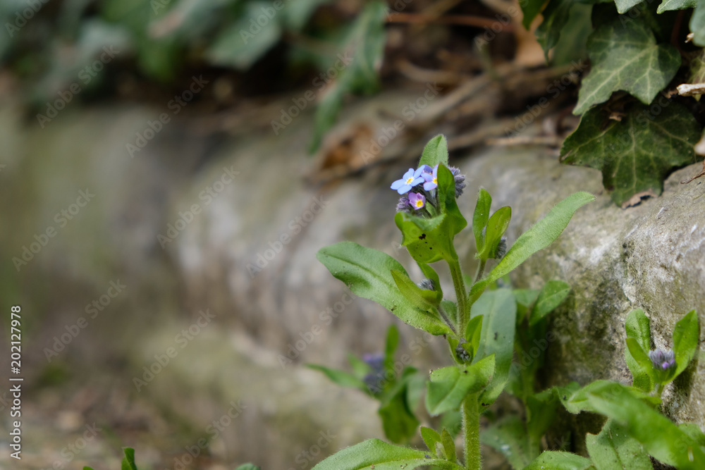 Spring flower Spring flower