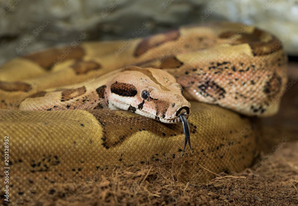 Snake on female head. Boa constrictor albino species of snake