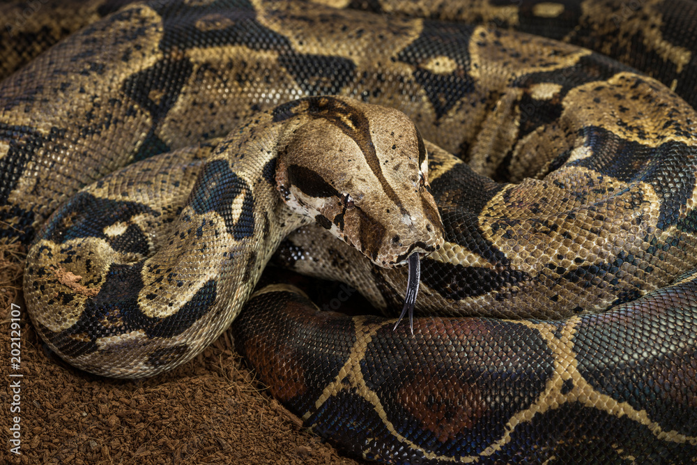 Fototapeta premium Close up of Boa constrictor imperator. Nominal Colombia - colombian redtail boas – females
