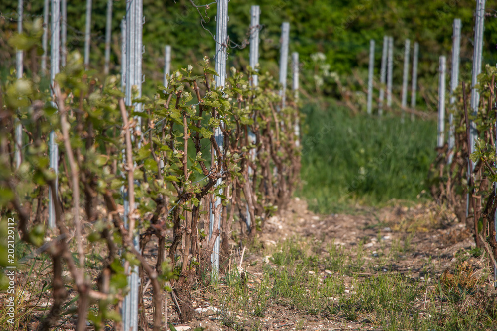 detail vigne printemps champagne detail vigne printemps champagne