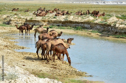  Watering in the desert  camels  Republic of Kazakhstan