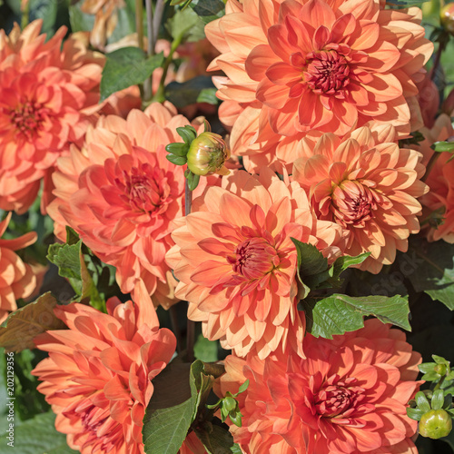 Fototapeta Naklejka Na Ścianę i Meble -  Dahlien, Dahlias