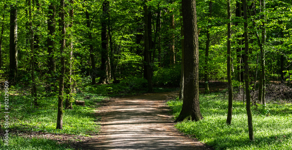 Fototapeta premium Waldweg im Frühling