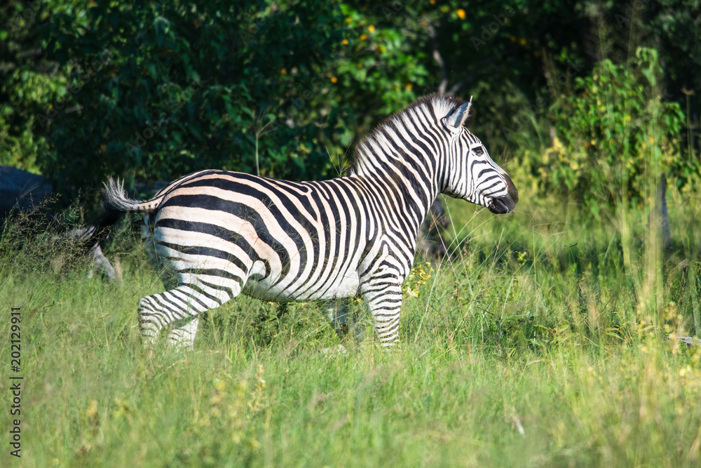 Plains Zebra spooked by a hunting lioness, South Africa Plains Zebra spooked by a hunting lioness, South Africa