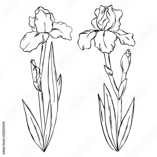 Fototapeta Naklejka Na Ścianę i Meble -  vector contour iris spring flowers with leaf set pattern coloring book 