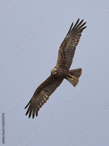 Western marsh harrier (Circus aeruginosus) © dennisjacobsen