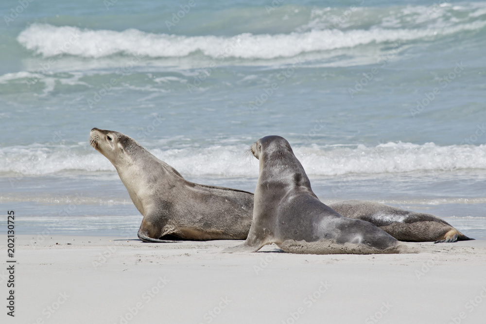 Fototapeta premium sea lion