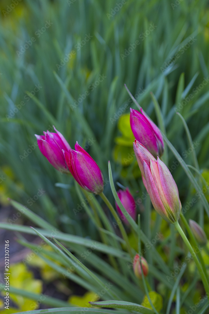 Beautiful blossoming pink tulips in the garden