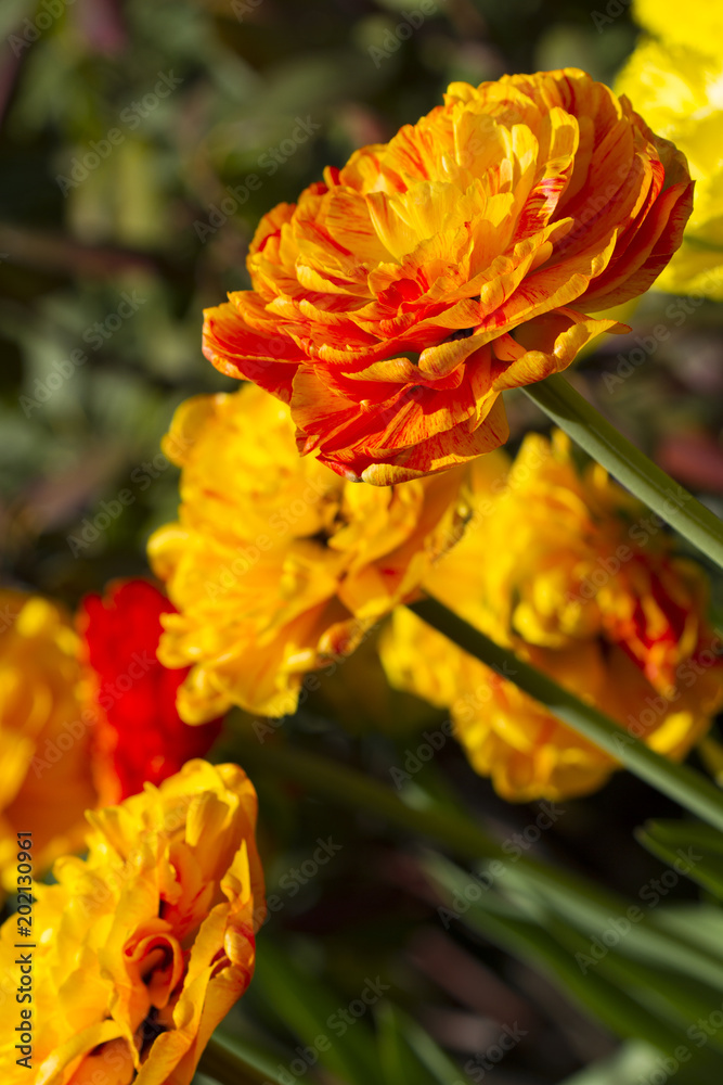Beautiful blossoming orange tulips in the garden Beautiful blossoming orange tulips in the garden
