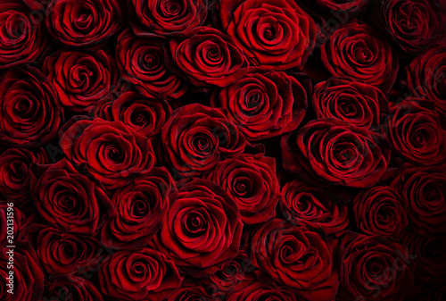 Top view of red roses. Valentine's day background