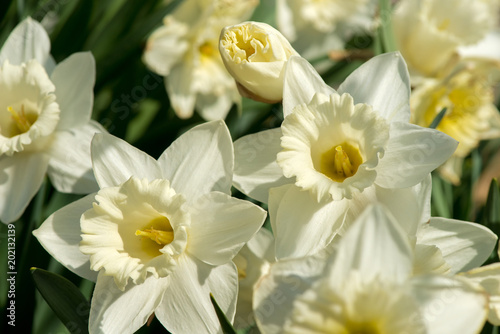 Fototapeta Naklejka Na Ścianę i Meble -  Blooming spring flowers daffodils in early spring garden