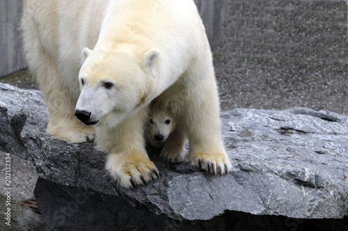 Junger Eisbär mit Mutter, (Ursus maritimus), Captive, Deutschland, Europa ©  Egon Boemsch