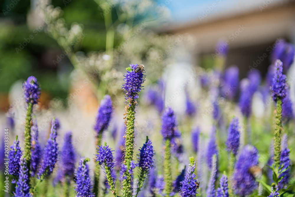 Obraz premium Ehrenpreis im Garten