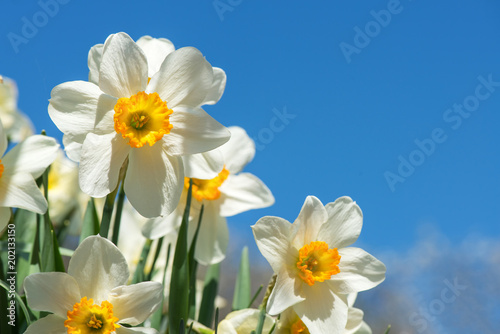 Fototapeta Naklejka Na Ścianę i Meble -  Blooming spring flowers daffodils in early spring garden