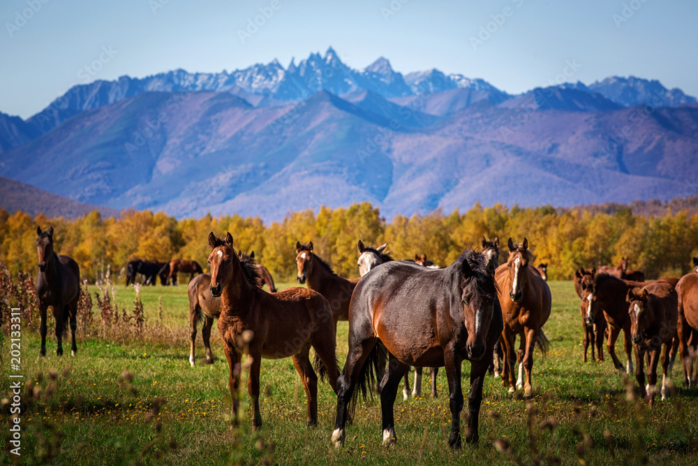 Obraz premium Horses graze on the field