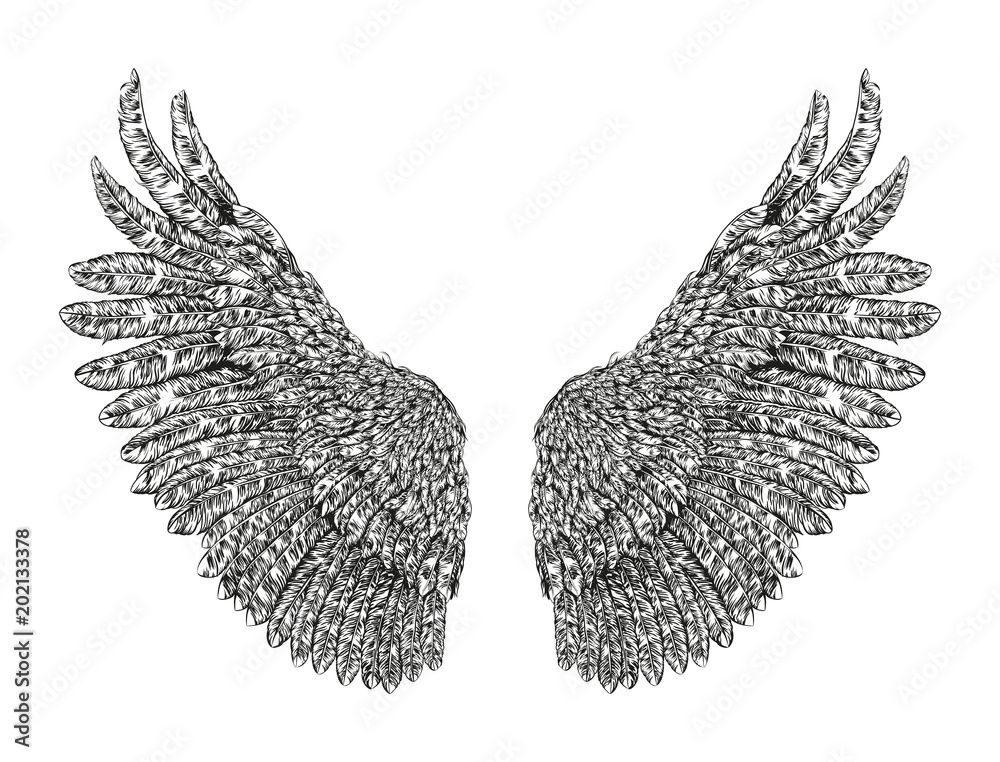 Bird wings hand drawn. Vector illustration isolated on white background ...