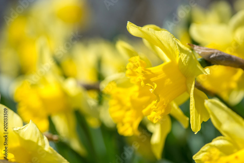 Fototapeta Naklejka Na Ścianę i Meble -  Blooming spring flowers daffodils in early spring garden