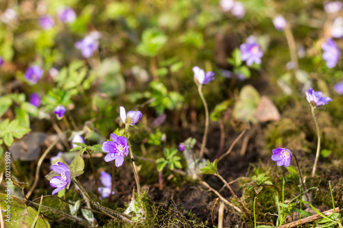 Meadow with lots of liverleaf or hepatica flowers in the forest or park with waterdrops after rain, wild nature, warm morning sun, early spring rare plants in trendy violet, ecology concept