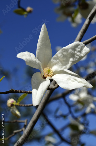 Magnolia obovata flower in Gryshko National botanical garden in Kyiv, Ukraine photo