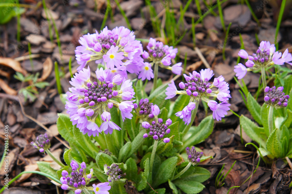 Primula denticulata purple flowers with green Primula denticulata purple flowers with green