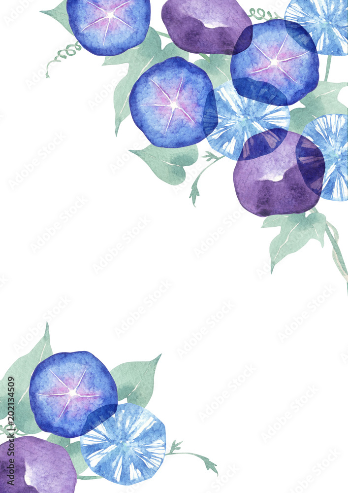 朝顔 背景 フレーム 水彩 イラスト Stock Illustration Adobe Stock