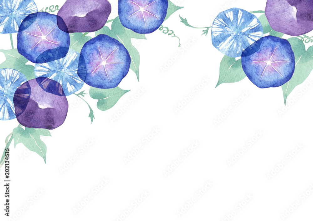 朝顔 背景 フレーム 水彩 イラスト Stock イラスト Adobe Stock