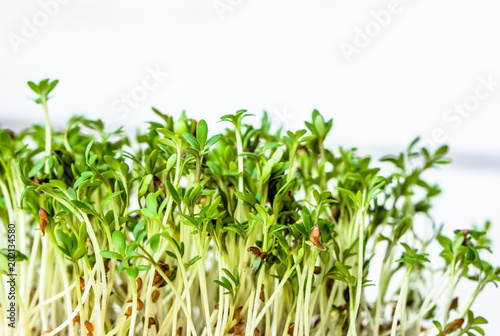 Fresh green superfood, sprouts for salad, micro greens for vegan diet and healthy eating concept