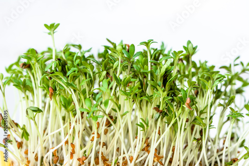 Fresh green sprouts for salad  superfood diet and healthy eating concept