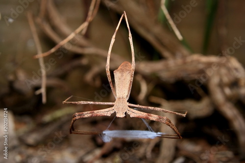 Rufous Net-Casting Spider 'Deinopis subrufa'