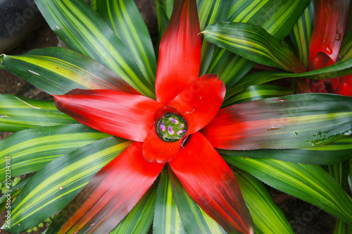 Neoregelia carolinae or blushing bromeliad green and red plant photo