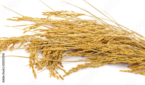 yellow paddy rice isolated on white