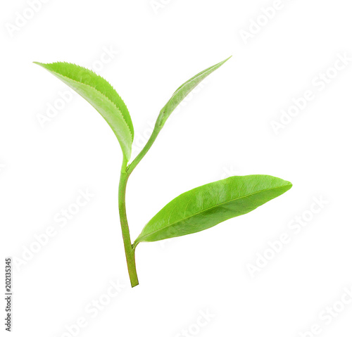 green tea leaf isolated on white background