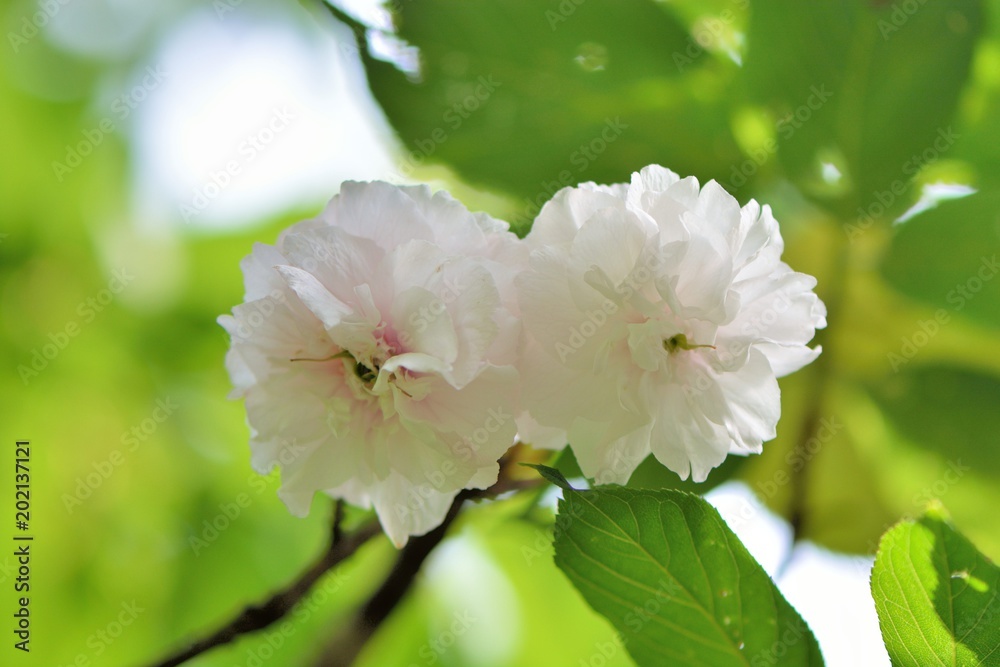Peony cherry blossom (Cerasus lannesiana) Peony cherry blossom (Cerasus lannesiana)