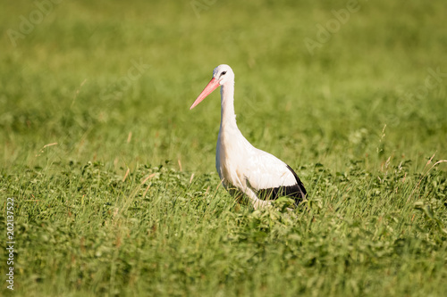 Stork walking through high grass looking for food