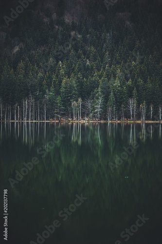 Moody green forest. Reflect...