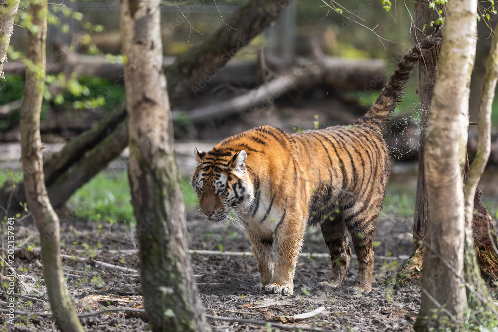 Obraz premium Tiger Animal