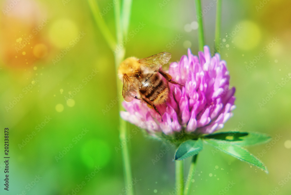 Pink clover and bumblebee Pink clover and bumblebee