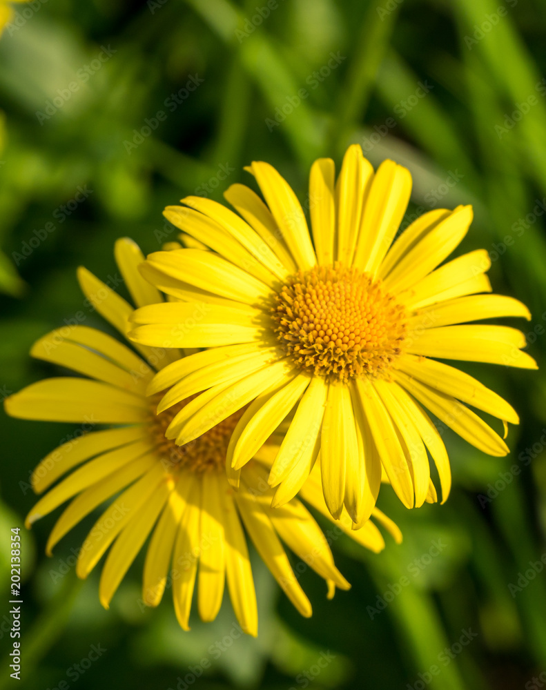 Gemswurz Blume Gemswurz Blume