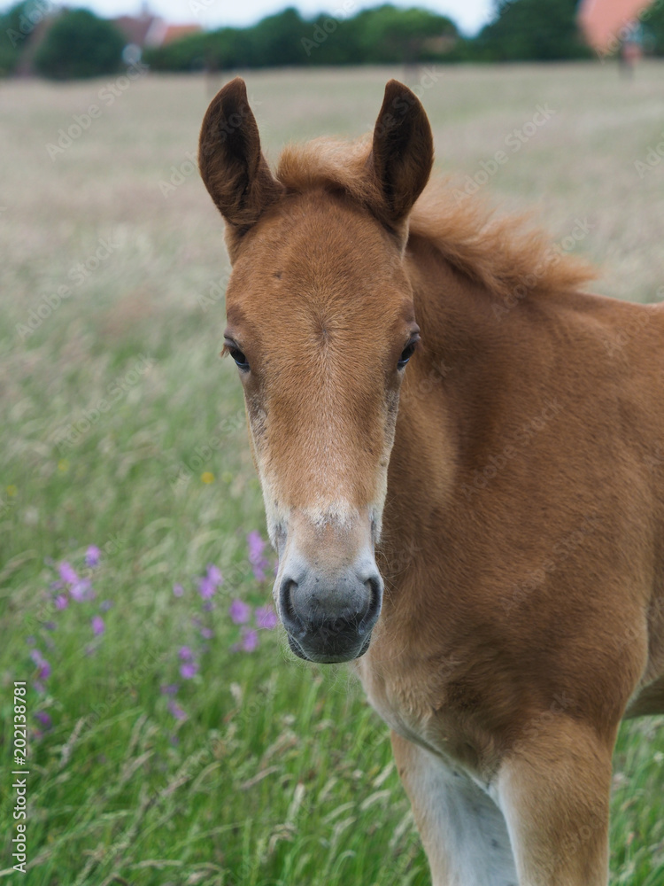 Foal Headshot Foal Headshot