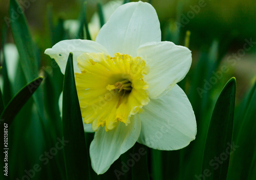 Fototapeta Naklejka Na Ścianę i Meble -  amazing spring flower