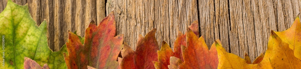 Banner of Autumn Time Background, Some fall leaves on weathered wood with copy space for your text