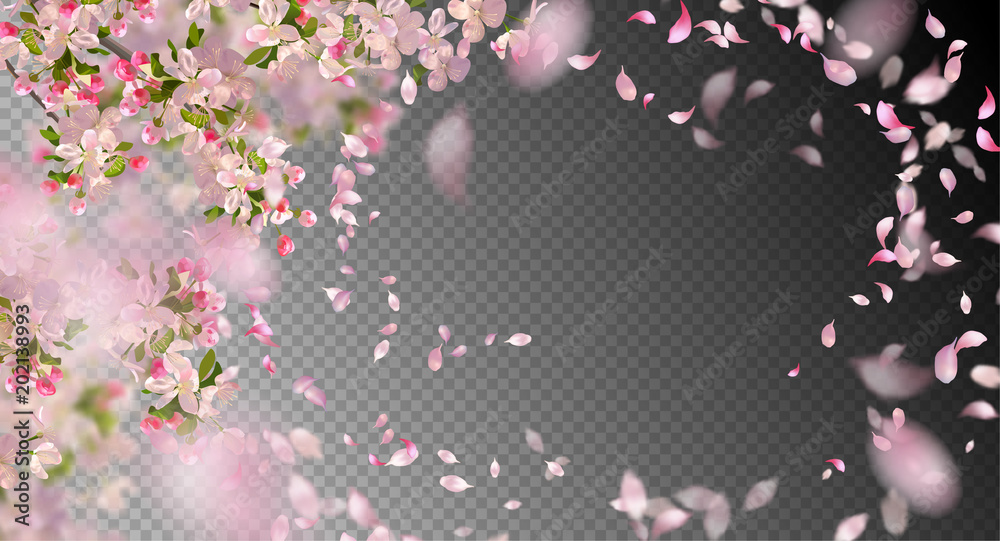 Obraz premium Wiosenny Kwiat Wiśni