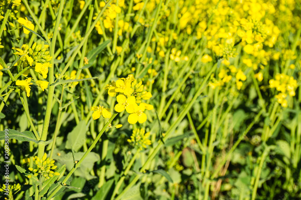 Obraz premium Rapsblüte Nahaufnahme