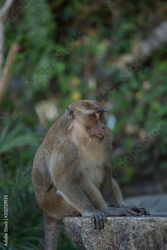 A cute monkey lives in a natural forest of Thailand.