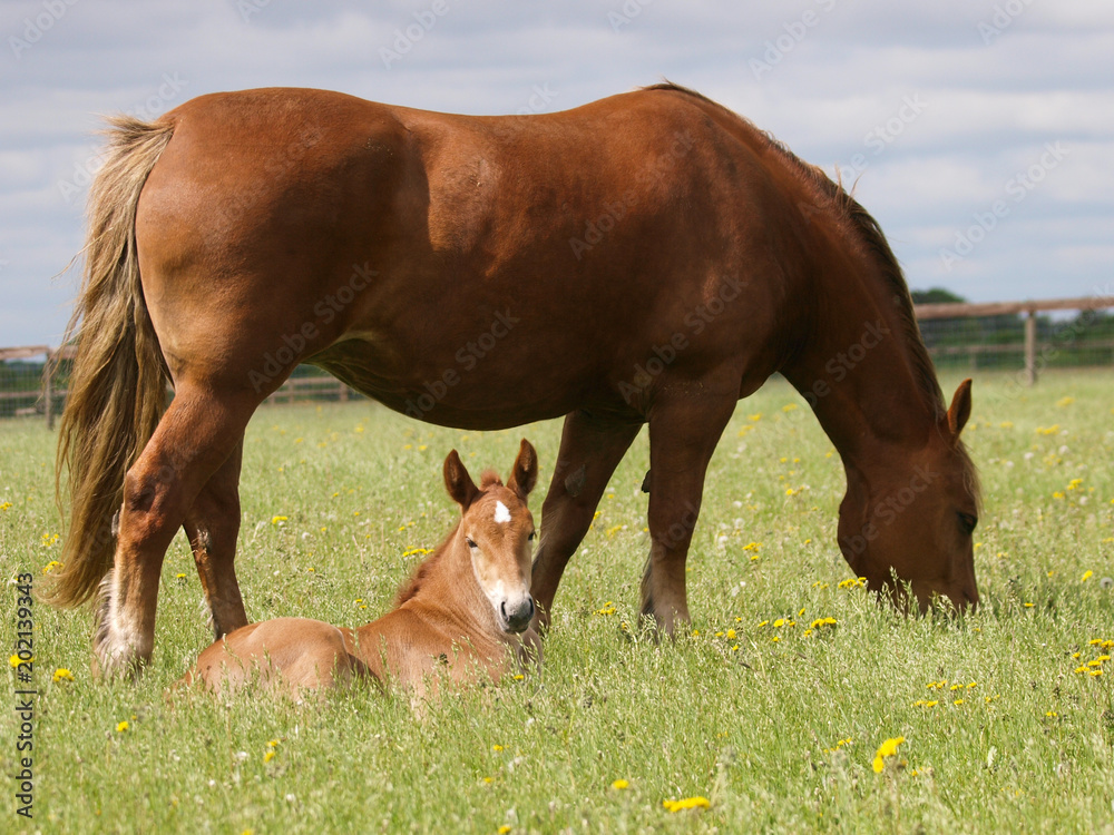 A pretty chestnut mare and her foal in a summer paddock. A pretty chestnut mare and her foal in a summer paddock.
