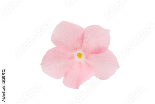 pink phlox flower isolated