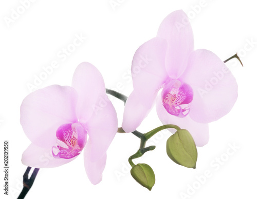 two pink orchid blooms on branch