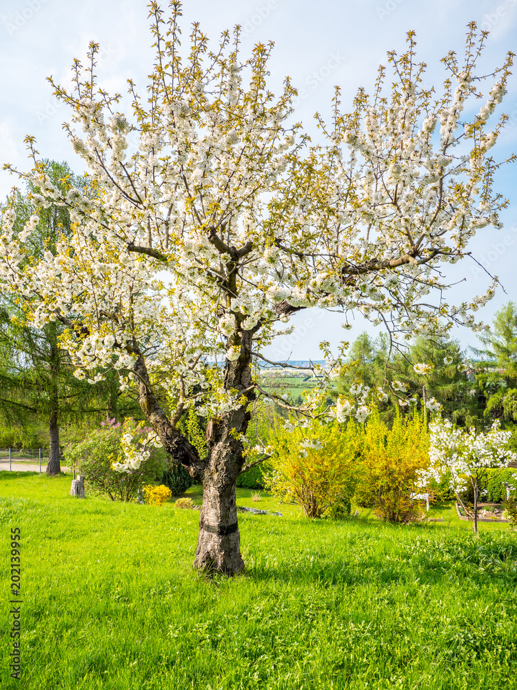 Sauerkirschbaum in der Blütezeit – Stock-Foto | Adobe Stock
